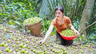 Harvesting Many Canarium Fruit Goes To countryside Market Sell  Cook Braised Meat With Canarium [upl. by Aikahs869]