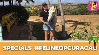 Paarden met een verhaal  Felinehoi op Curacao 1  Specials  PennyTV [upl. by Kinnie]