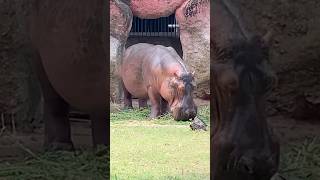 Hippopotamus  Nehru Zoological Park  Please Subscribe 🙏 [upl. by Bora]