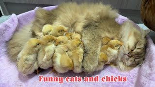 The kitten is suspected of stealing the chick The hen is very angry💢😂so interesting and cute [upl. by Aizti]