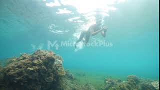 Tropical ocean with fishes sea grasses corals and snorkelers swimming [upl. by Arleta]