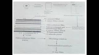 Recombinant DNA TechnologyModule 4 Blotting Techniques [upl. by Enitsua]