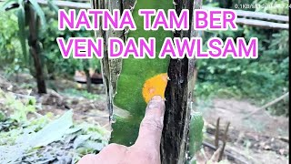 Dragonfruit enkawl dan Part  2 [upl. by Anitsirc]