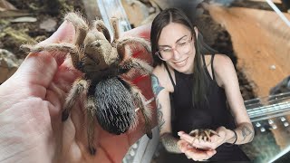 CUTE amp FLUFFY tarantula unboxing pure blood Mexican species [upl. by Thrasher637]