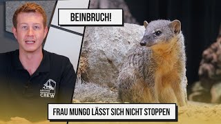 Beinbruch  Frau Mungo lässt sich nicht stoppen [upl. by Aehtorod347]