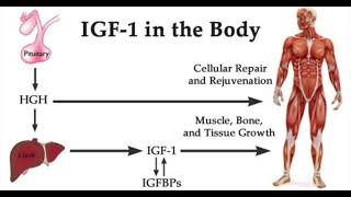 QUANTUM IGF 1  OPTIMAL INSULIN LIKE GROWTH FACTOR 1 MORPHIC FIELD [upl. by Clyde99]