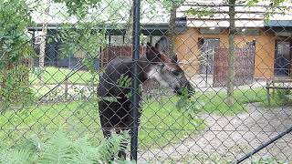 Vacker Okapi Okapi at Copenhagen Zoo Okapia johnstoni Zoologisk Have København [upl. by Schuyler972]