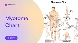 Myotomes Chart [upl. by Animor]