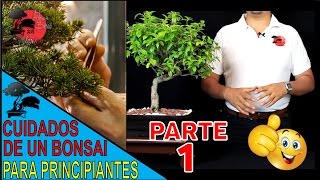 Cómo CUIDAR tu primer BONSAI quotPARTE 1quot  ESPECIES APTASUBICACIÓNCONDICIONES FÍSICAS [upl. by Odranreb]