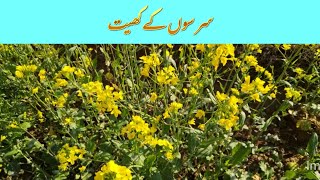 Sarson ka khetMusturd FieldDesi green fields sarson song [upl. by Yenahteb]