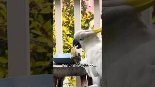 Cockatoo on a Diet Healthy Parrot Trends for Summer feeding bird pear [upl. by Tehr262]