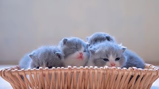 The sound of four cute kittens meowing  Funny cat videos [upl. by Nehtanhoj]