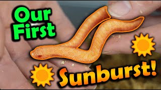 Baby Sunburst Hognoses Hatching [upl. by Kissel]