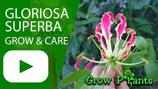 Gloriosa superba  grow amp care Flame lily [upl. by Elleirbag926]