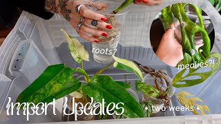 🌿 import update 🌿 two week mark trimming roots treating pests amp converting to perlite 👀 [upl. by Edgardo]