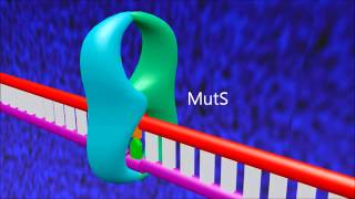 A 3D animation of mismatch repair in E coli [upl. by Selhorst109]