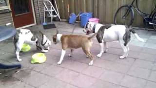 Bull terrier VS American Bulldog [upl. by Larimor932]