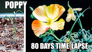 Growing Poppy Flower From Seed 80 Days Time Lapse [upl. by Slack87]