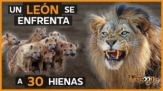 El Rey León Contra 30 Hienas [upl. by Ardekahs]