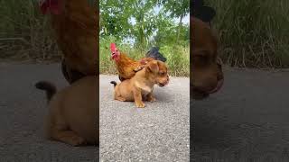 The hottest big rooster Dog Cute pet [upl. by Wilburt]