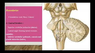 4 Fourth ventricle updated [upl. by Clementina]