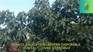 🇬🇦🇬🇦🇬🇦🇬🇦PRODUCTION AVOCATIERS BIOLOGIQUE GREFFER AU GABON 🇬🇦🇬🇦🇬🇦 [upl. by Devland]