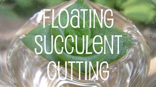 Floating Succulent Cutting amp Crown Propagation Experiment [upl. by Zamir]