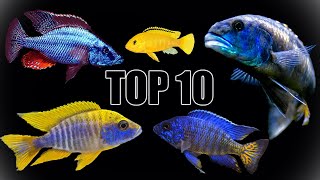 Our Top 10 Favorite African Cichlids [upl. by Marjie]