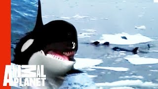 Family Of Orcas Attack Lonely Seal  Untamed amp Uncut [upl. by Fechter199]