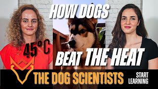 Beat the Heat How do dogs regulate their body temperature [upl. by Duky]