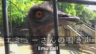 エミューさん【オス】の鳴き声 Emu call [upl. by Drofkcor]