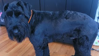 DIY Giant Schnauzer hair cut  grooming [upl. by Adnilam]