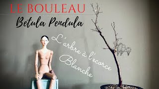 🌳 BONSAÏ LE BOULEAU YAMADORI 2020  Bétula Pendula  🌳 [upl. by Linnea]