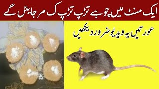 Urgent rat killer rat killer rat killer home remedies  best rat killer  tips top hacks [upl. by Nitfa]