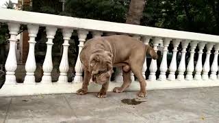 Simha kennels  Huge Quality Neapolitan mastiff Dogs in INDIA [upl. by Bell]