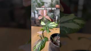 Syngonium Tricolor care😍shorts plants rareplants plantcare viralshorts ytshorts subscribe [upl. by Sid]