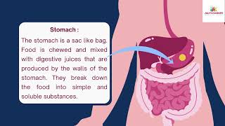 Digestive System ICSE Class IV [upl. by Critta594]