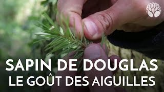 Le goût des aiguilles du sapin de Douglas [upl. by Brnaba]