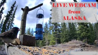 LIVE ALASKA BIRDWILDLIFESKY Cam May 2728 2024 [upl. by Charlot]