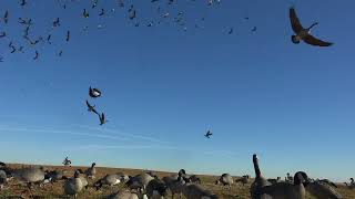 Oklahoma Goose Grind [upl. by Hy59]