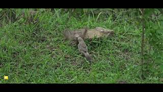 Jungle babbler feeding chick [upl. by Radnaxela]