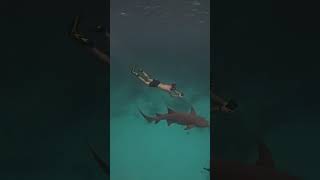 Swimming among sharks in Thinadhoo Maldives [upl. by Jorgensen]