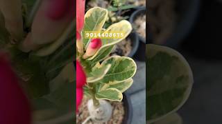 Verigated Adenium plants hyderabadadeniums beautiful adeniumflowerplants mohan nursery9014408675 [upl. by Aleekahs469]