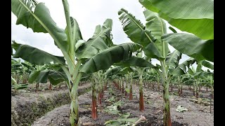 HOW TO GROW HEALTHY PLANTAINS AND BANANAS PLANTATION ANYWHERE [upl. by Anaib544]