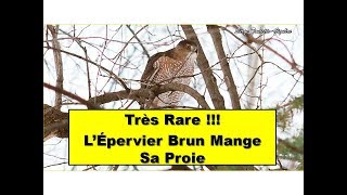 Très Rare LÉpervier Brun Mange Sa Proie  Serge ToniettoGiguère  Aventure Oiseaux Nature [upl. by Welles]