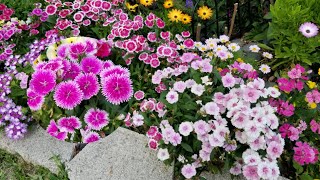 Como cuido mis dianthus clavelinas o clavellinas [upl. by Julietta620]