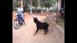 Rottweilers Attacking People [upl. by Cleveland157]