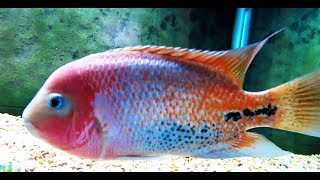 Redhead Cichlid Vieja Melanurus [upl. by Elisha]