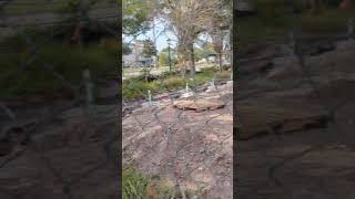 Red Shouldered Hawk Standing on Construction Debris Low to Ground amp Flies to Tree Oviedo Florida [upl. by Jair]