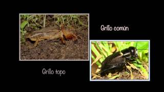 Diferencia entre los cantos de grillo [upl. by Rolanda]